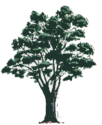 narra The narra tree.. 